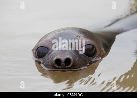 Guarnizione con cappuccio - cub / Cystophora cristata Foto Stock