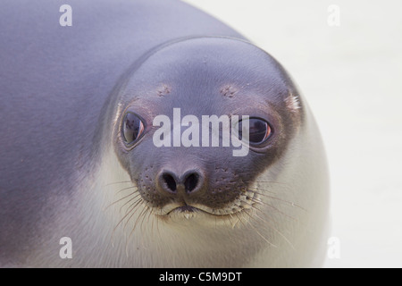 Guarnizione con cappuccio - cub / Cystophora cristata Foto Stock