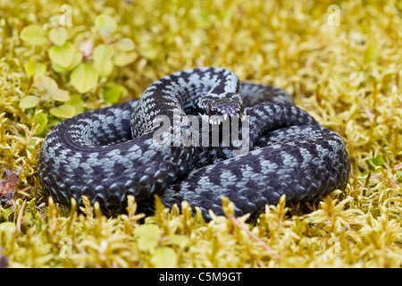 Politica europea comune in materia di sommatore / Vipera berus Foto Stock