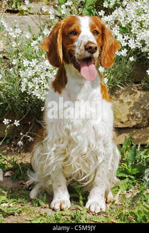 Spaniel. Cane adulto seduto in giardino Foto Stock