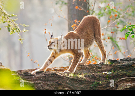 Lince europea (Felis Lynx, lince Lynx). Adulto in piedi nella foresta, che si allunga. Baviera, Germania Foto Stock