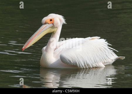 Great White Pelican - nuoto / Pelecanus onocrotalus Foto Stock