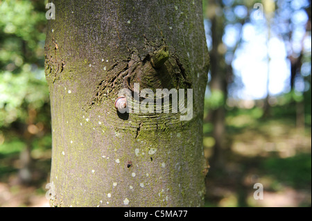 Lumaca su un albero nel bosco Foto Stock