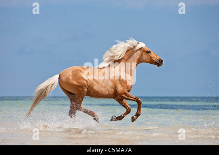 Barb cavallo. Palomino adulto al galoppo in acqua poco profonda Foto Stock