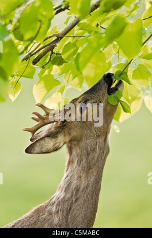 Il Roe Deer buck - munching Foto Stock