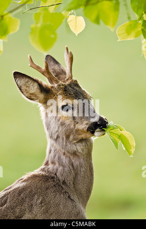 Unione Il capriolo (Capreolus capreolus). Il Buck mangiare le foglie di lime Foto Stock