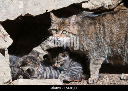 Gatto selvatico europeo, Felis silvestris, alimentando la loro giovane Foto Stock