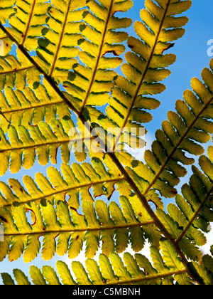 Vista ravvicinata di foglie di felce con il blu del cielo al di là di una parte di una specie vegetale appartenente al gruppo botanico noto come Pteridophyta Foto Stock