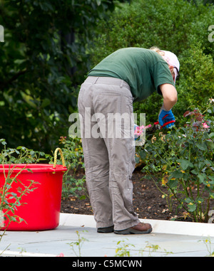 Una donna femmina potatura giardiniere di rose. Foto Stock