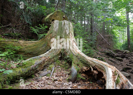 Pino che è stato tagliato con una motosega da trail equipaggio negli ultimi anni lungo Greeley Pond Trail nelle White Mountains, NH Foto Stock