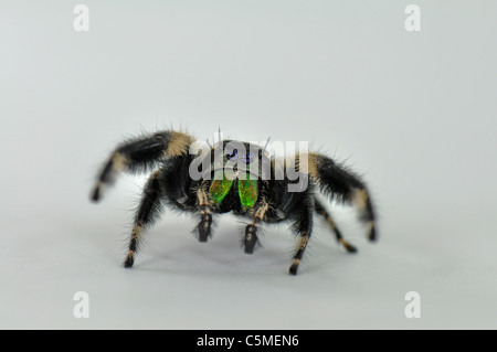 Regal Jumping Spider Foto Stock