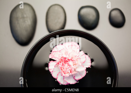 Rosa e garofano bianco flottante in una ciotola nera con allineati pietre nere al di sopra di esso Foto Stock