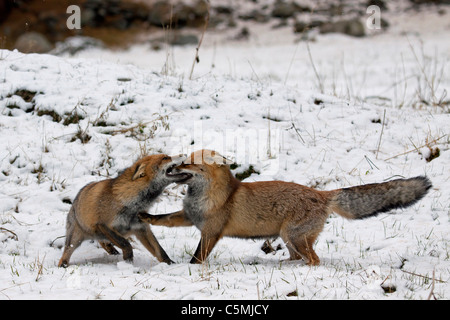 Red Fox (Vulpes vulpes vulpes). Due adulti combattimenti in inverno. Germania Foto Stock