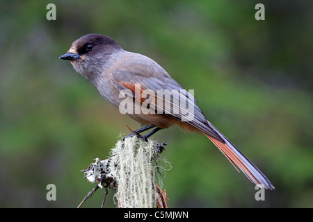 Siberian Jay (Perisoreus infaustus), Adulto arroccato su una rotta-off filiale. La Svezia. Foto Stock