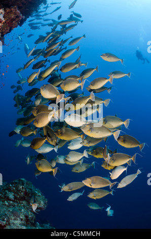 Un pesce unicorno scolarizzazione intorno a Ras Mohammed in annuale stagione di accoppiamento, Sinai, Egitto, Mar Rosso Foto Stock