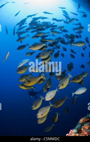 Un pesce unicorno scolarizzazione intorno a Ras Mohammed in annuale stagione di accoppiamento, Sinai, Egitto, Mar Rosso Foto Stock