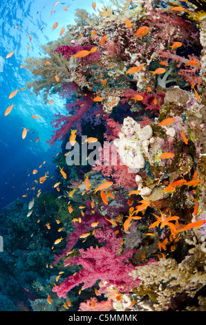 Tipico Red Sea Coral reef, stretto di Tiran, Mar Rosso, Egitto Foto Stock