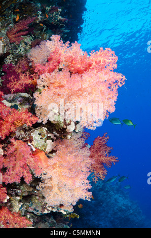 Tipico Red Sea Coral reef, stretto di Tiran, Mar Rosso, Egitto Foto Stock