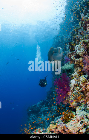 Napoleone o Maori wrasse, Shark Reef, il parco nazionale di Ras Mohammed, Sinai, Mar Rosso, Egitto Foto Stock