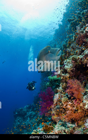 Napoleone o Maori wrasse, Shark Reef, il parco nazionale di Ras Mohammed, Sinai, Mar Rosso, Egitto Foto Stock