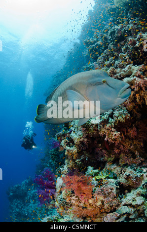 Napoleone o Maori wrasse, Shark Reef, il parco nazionale di Ras Mohammed, Sinai, Mar Rosso, Egitto Foto Stock