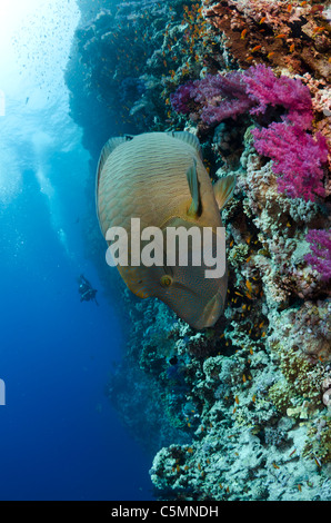 Napoleone o Maori wrasse, Shark Reef, il parco nazionale di Ras Mohammed, Sinai, Mar Rosso, Egitto Foto Stock