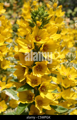 Giardino Loosestrife Lysimachia punctata Foto Stock