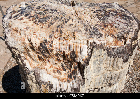 Una struttura ad albero fossilizzato dal famoso Lesbo foresta pietrificata presso la foresta pietrificata museum di Sigri, Lesbo, Grecia. Foto Stock