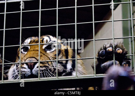 Londra uno di ZSL le due tigri di Sumatra (Panthera tigris) orologi come un presentatore televisivo si prepara per alimentare un pezzo di carne Foto Stock