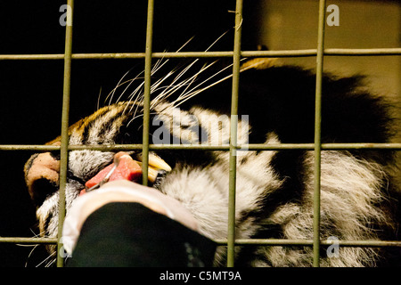 Londra uno di ZSL le due tigri di Sumatra (Panthera tigris) balzi in avanti per un pezzo di carne che gli viene offerto da un presentatore della televisione Foto Stock