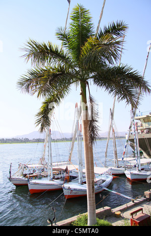 White Palm tree guardando oltre il Nilo di Luxor Foto Stock