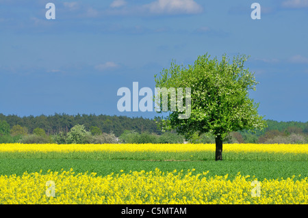 Paesaggio di primavera - lonely tree, Prato e cielo blu Foto Stock