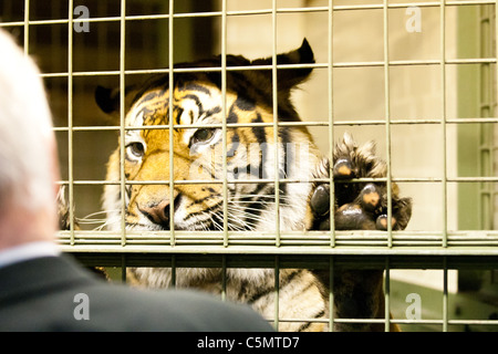 Londra uno di ZSL le due tigri di Sumatra (Panthera tigris) orologi un pezzo di carne che gli viene offerto da un presentatore della televisione Foto Stock