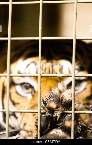 Londra uno di ZSL le due tigri di Sumatra (Panthera tigris) sguardi costantemente fuori dal suo involucro. Foto Stock