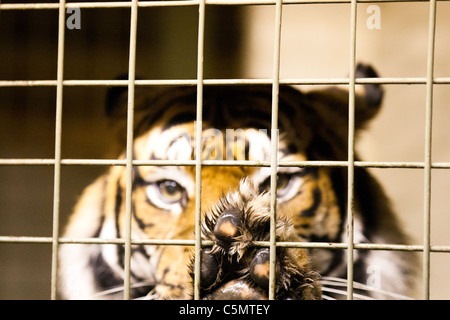 Londra uno di ZSL le due tigri di Sumatra (Panthera tigris) sguardi costantemente fuori dal suo involucro. Foto Stock