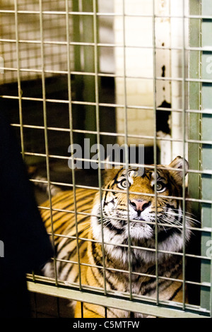 Londra uno di ZSL le due tigri di Sumatra (Panthera tigris) orologi come un presentatore televisivo si prepara per alimentare un pezzo di carne Foto Stock