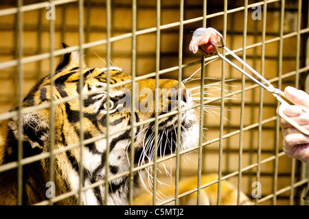 Londra uno di ZSL le due tigri di Sumatra (Panthera tigris) si prepara a balzare in un pezzo di carne dietro le quinte presso lo Zoo di Londra. Foto Stock