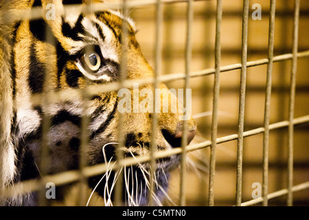 Londra uno di ZSL le due tigri di Sumatra (Panthera tigris) orologi da dietro le quinte presso lo Zoo di Londra. Foto Stock