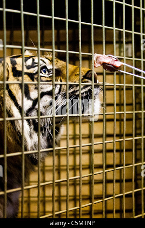 Londra uno di ZSL le due tigri di Sumatra (Panthera tigris) sniffs offerto un pezzo di carne dietro le quinte presso lo Zoo di Londra. Foto Stock