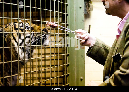 Londra uno di ZSL le due tigri di Sumatra (Panthera tigris) sniffs offerto un pezzo di carne dietro le quinte presso lo Zoo di Londra. Foto Stock