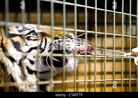 Londra uno di ZSL le due tigri di Sumatra (Panthera tigris) ha offerto un pezzo di carne dietro le quinte presso lo Zoo di Londra. Foto Stock