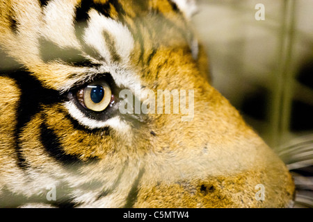 Londra uno di ZSL le due tigri di Sumatra (Panthera tigris) orologi da dietro le quinte presso lo Zoo di Londra. Foto Stock