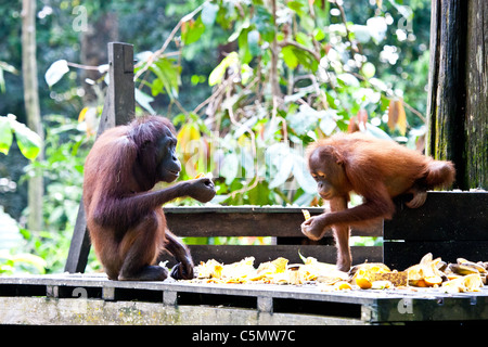 SABAH, Malaysian Borneo Rony (a destra), un bambino di sette anni (orangutan Pongo pygmaeus), condivide la frutta con Mimi (sinistra) Foto Stock