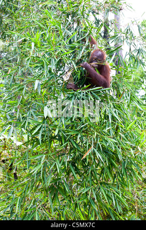 Rony, un 7-anno-vecchio (orangutan Pongo pygmaeus) mangia in un albero al centro di riabilitazione di Sepilok Orangutan vicino Sandakan. Foto Stock