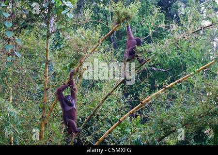 SABAH, Malaysian Borneo Miskam (sinistra) e Mimi (destra), una coppia degli orangutan (Pongo pygmaeus) sono visti socializzare in una struttura ad albero. Foto Stock