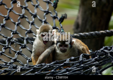 Scimmie scoiattolo in amaca Zoo Biblico di Gerusalemme Israele Foto Stock