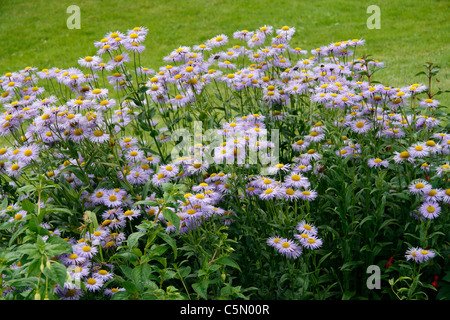 Letto di Fiori di Aster (Wild Daisy, erigeron annus) in un giardino. Foto Stock