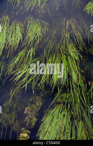 Le erbacce e piante si diffonde nel dolce corrente del fiume Avon, Bradford upon Avon, WILTSHIRE REGNO UNITO Foto Stock