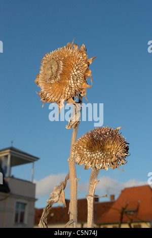 Essiccato girasoli appassiti contro il cielo blu, tetti in background. Foto Stock