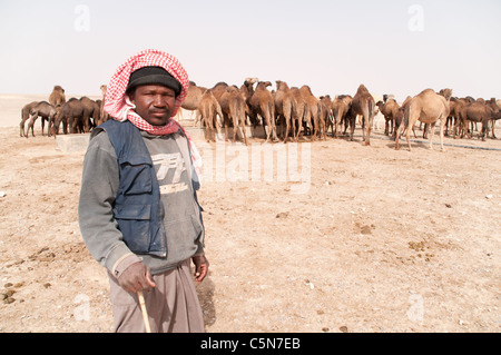 Ritratto di un migrante cammello Sudanese herder tendente ad un allevamento di animali addomesticati quali cammelli arabe in al-Hazim regione del deserto orientale della Giordania. Foto Stock